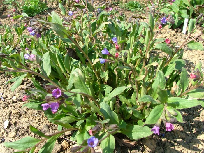 Медуница лекарственная