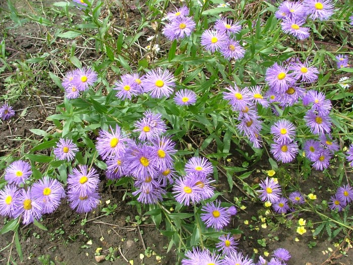 Мелколепестник прекрасный "Shone Blanc"