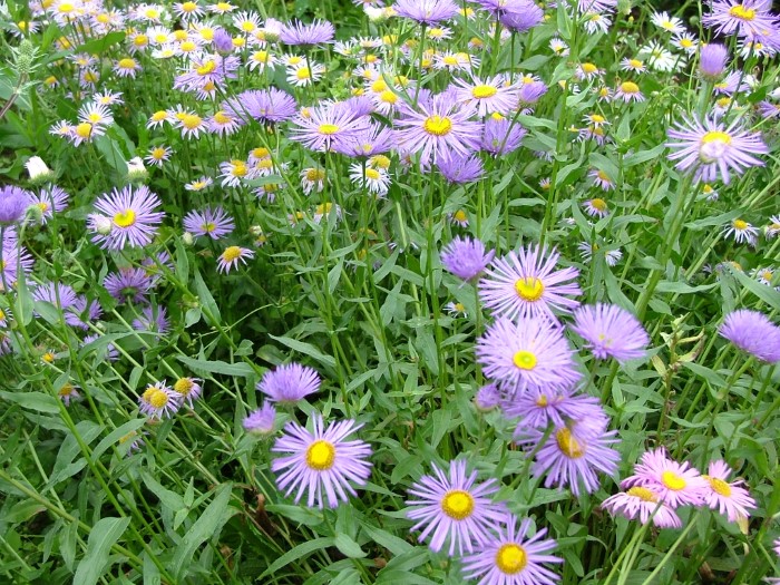 Мелколепестник прекрасный "Strahlenmeer"