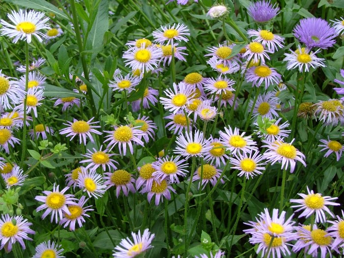 Мелколепестник альпийский