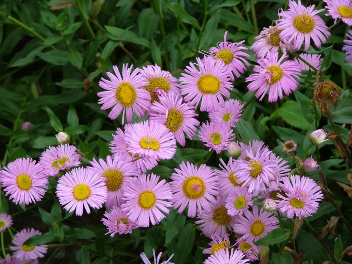 Мелколепестник прекрасный "Rosa Jawеl"