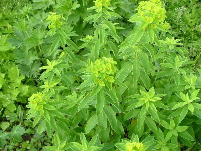 Молочай бархатистый