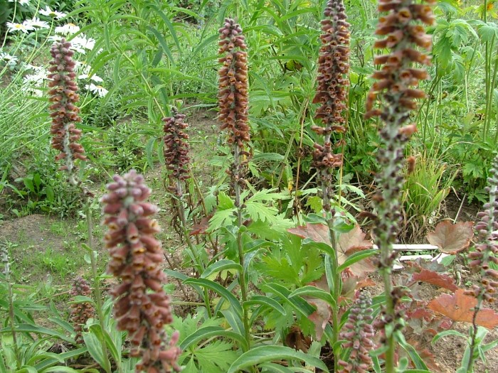 Наперстянка мелкоцветковая