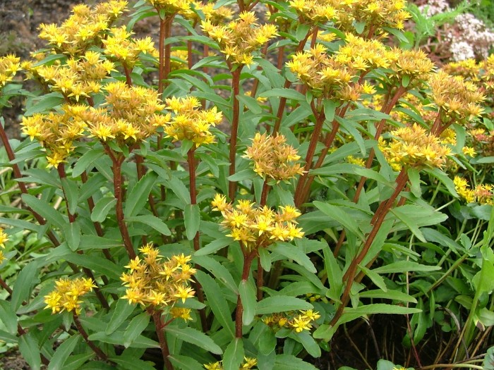 Очиток (Седум) молочайный