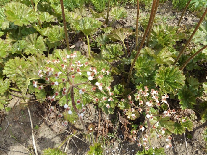 Пельтифиллум щитовидный (Дармера)