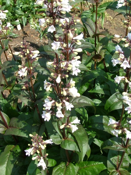 Пенстемон наперстянковый