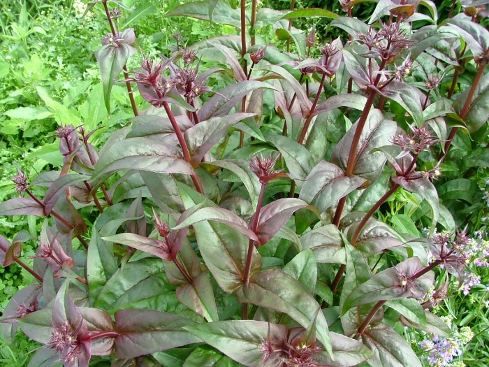 Пенстемон наперстянковый "Husker Red"