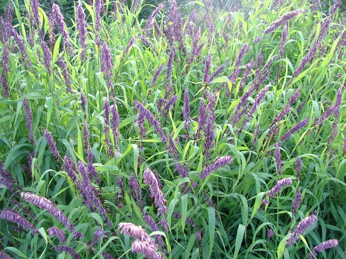 Перловник высочайший пурпурный "Red Spire"