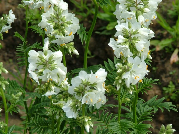 Синюха голубая "Album"