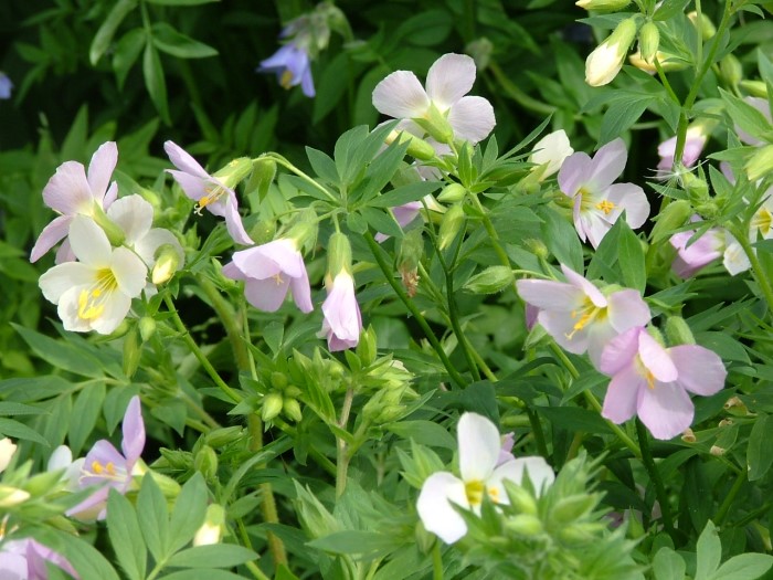 Синюха мясо-красная