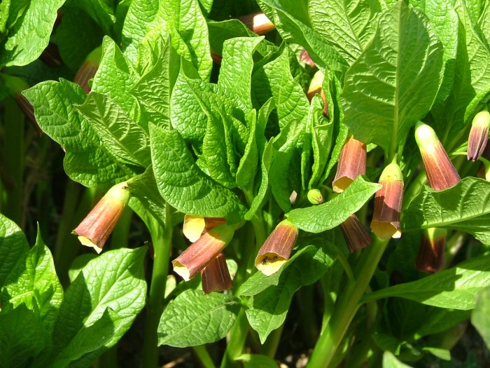 Скополия карниолийская