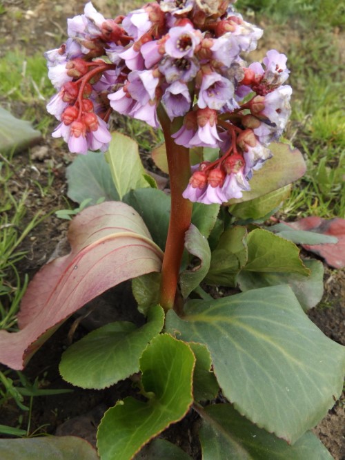 Бадан толстолистный