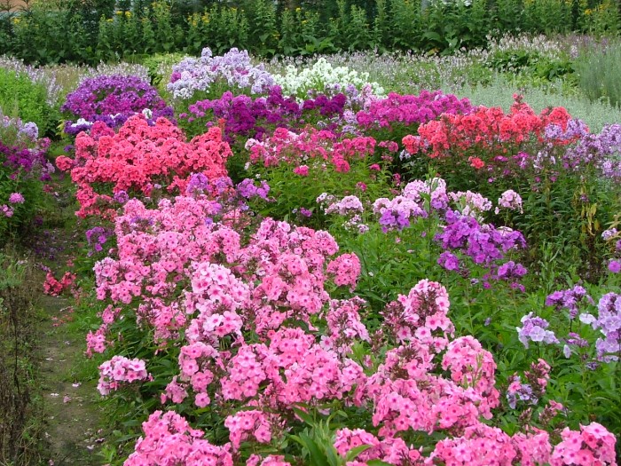 Флокс метельчатый сорта и культивары