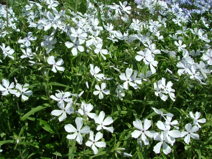 Флокс растопыренный "White Perfume"