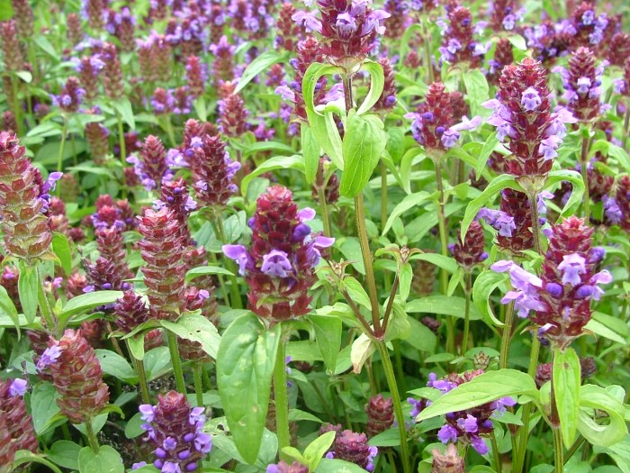 Черноголовка обыкновенная