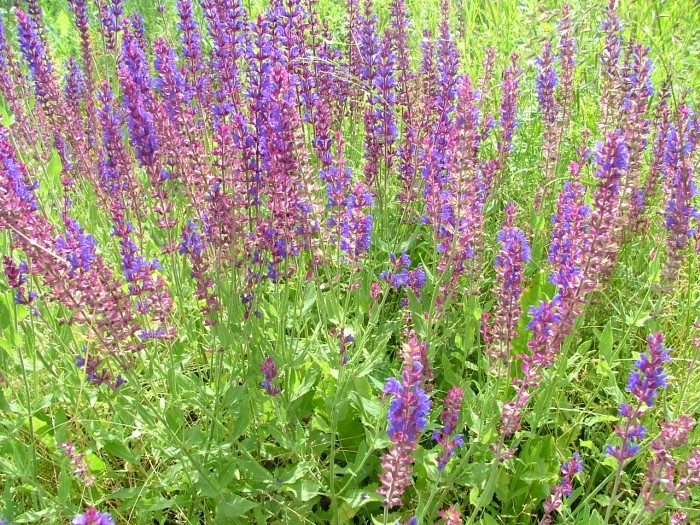 Шалфей (Сальвия) дубравный