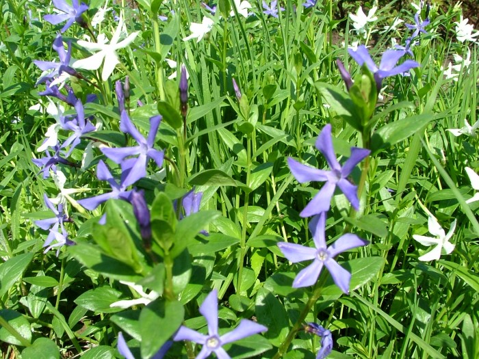 Барвинок травянистый