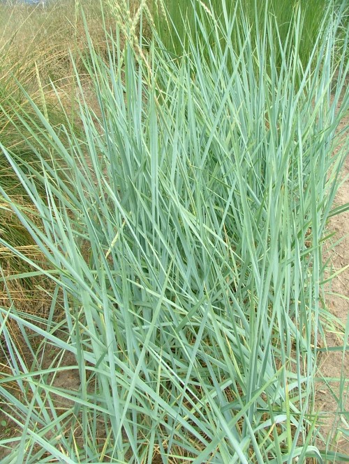 Элимус (Пырейник) песчанный