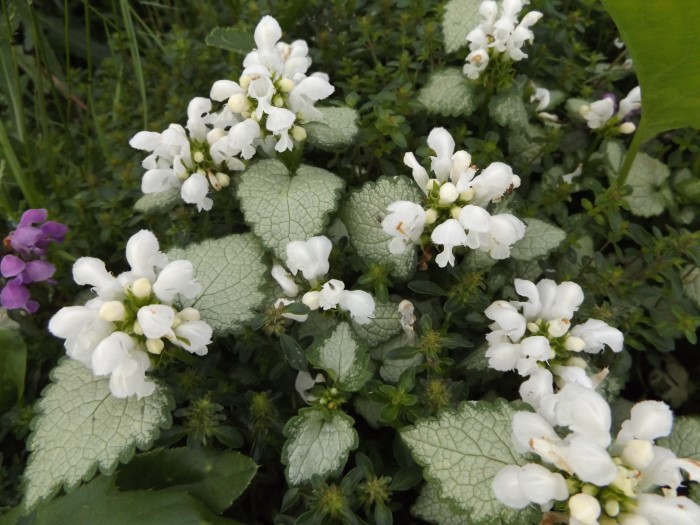 Ламиум (Яснотка) пятнистый