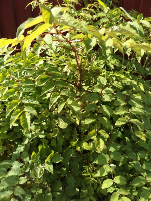 Аралия манчжурская (высокая) Чёртово дерево, Шип-дерево