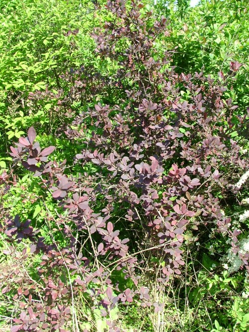 Барбарис обыкновенный ф. пурпурная