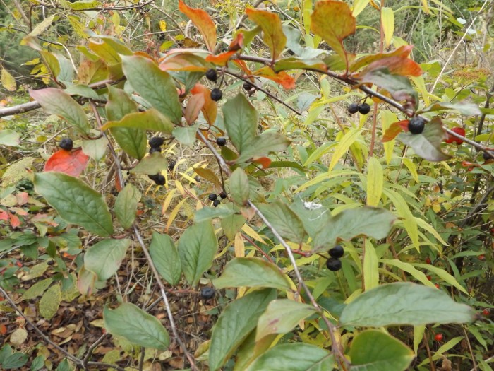 Кизильник ячеистый