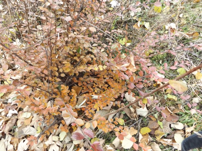 Кизильник распростёртый