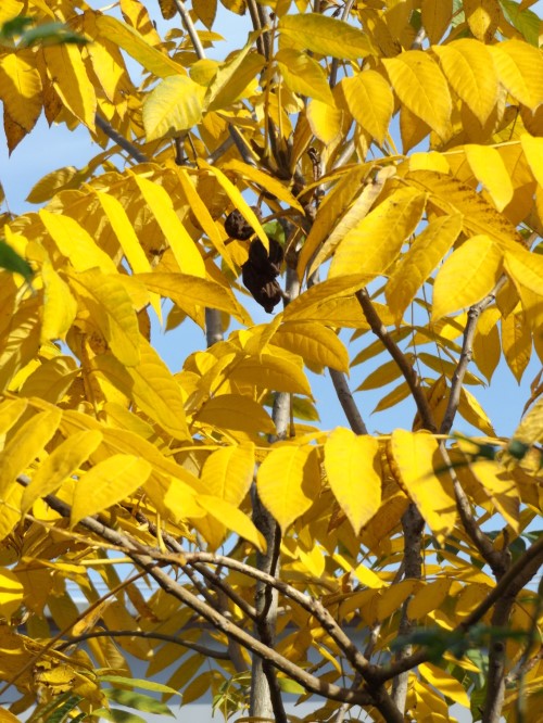 Орех Ланкастера