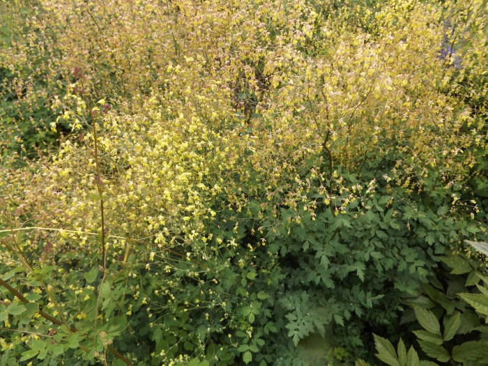 Василистник амурский