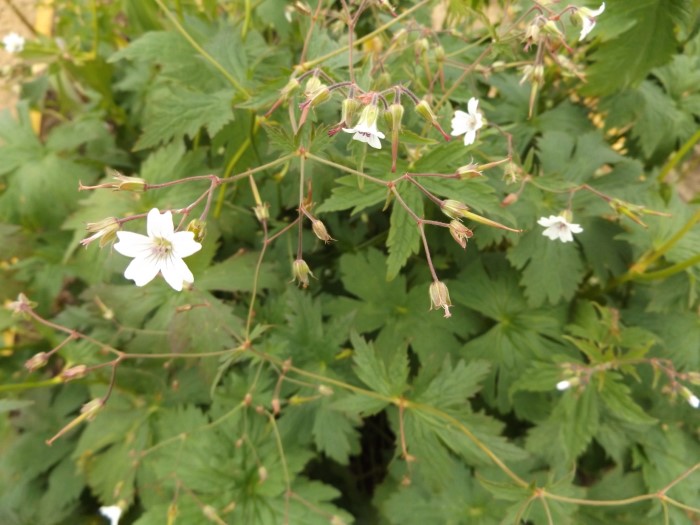 Герань Крылова