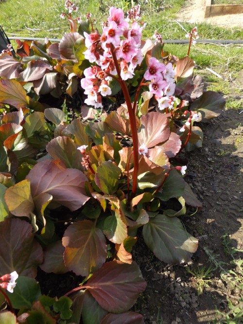 Бадан "Вальтер Киенлин"