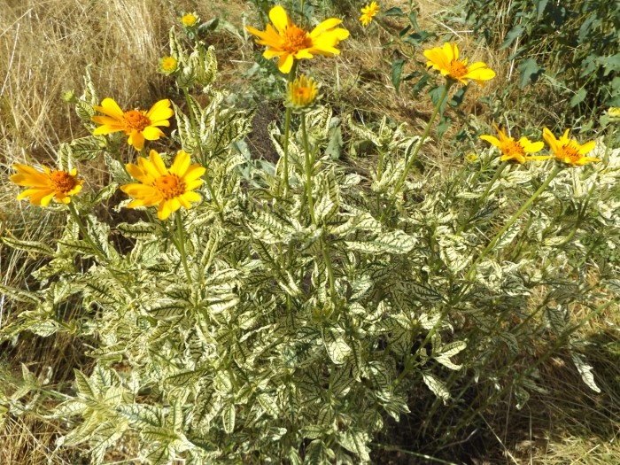 Гелиопсис подсолничековидный "Variegata"