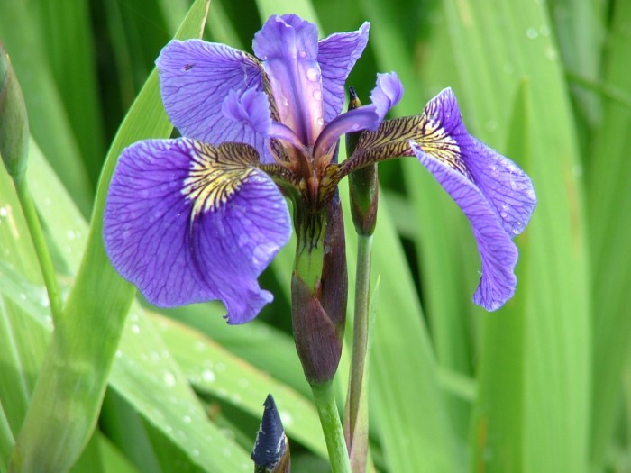 Ирис гладкий 