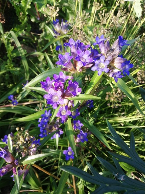 Горечавка даурская