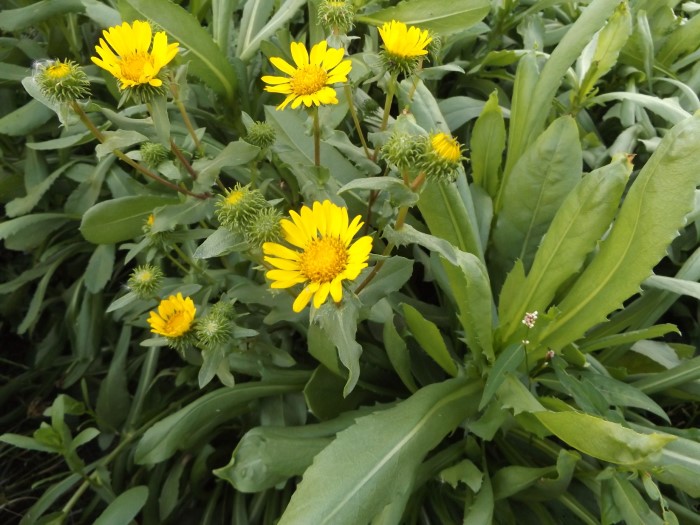 Гринделия мощная 