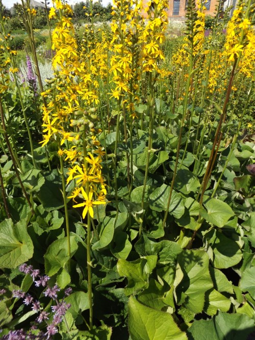 Бузульник Хессея