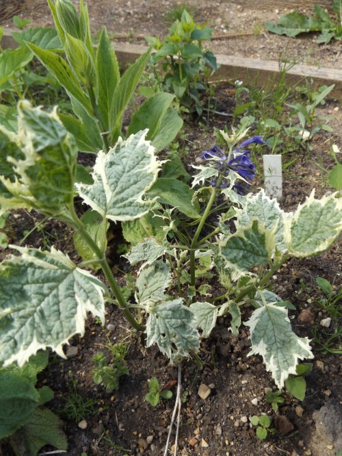 Живучка "Frosti juite"