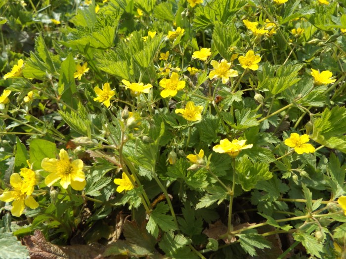 Вальдштения гравилатолистная