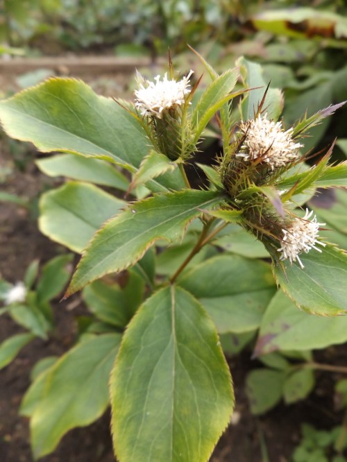 Атрактилоидес (Веретенник) яйцевидный