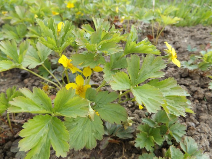 Вальдштения тройчатая