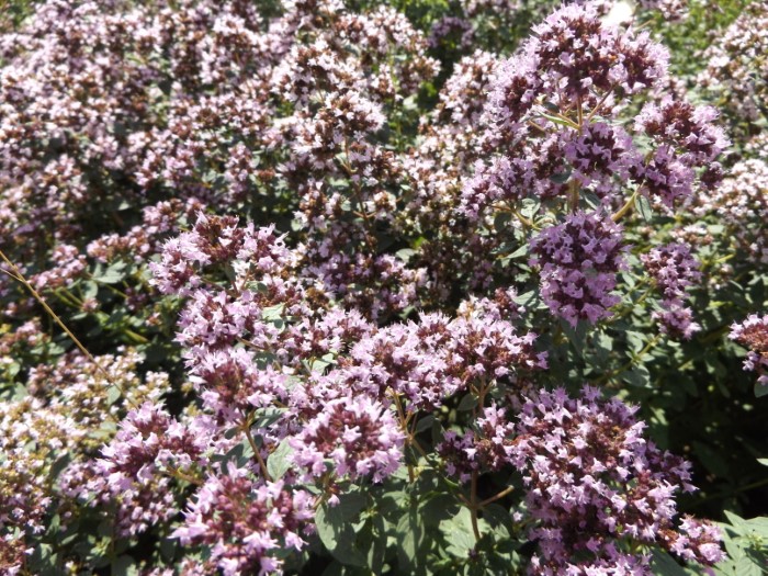 Душица гладкая